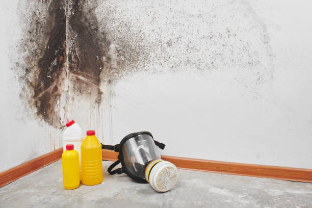 Best Local Mold Removal Service  in North Auburn, CA