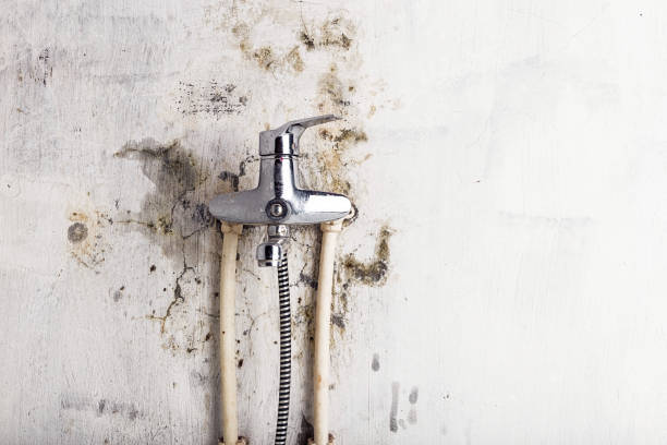 Best Professional Mold Removal  in North Auburn, CA