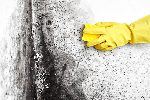 Best Crawl Space Mold Removal  in North Auburn, CA