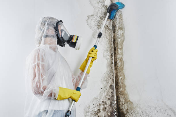 Best Same-Day Mold Removal  in North Auburn, CA