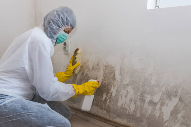 Best Mold Removal Company Near Me  in North Auburn, CA