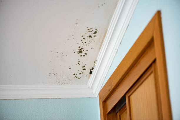 Best Crawl Space Mold Removal  in North Auburn, CA