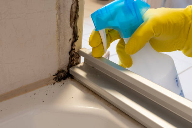 Certified Mold Removal in North Auburn, CA