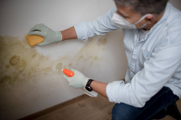 Best Office Mold Removal Services  in North Auburn, CA