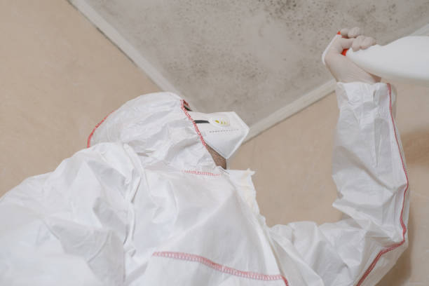 Best Affordable Mold Removal  in North Auburn, CA