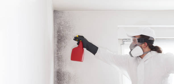 Best Commercial Mold Removal  in North Auburn, CA