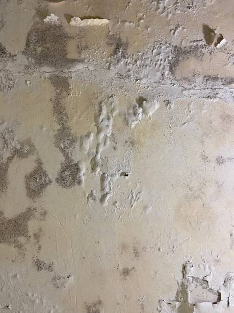 Best Emergency Mold Removal  in North Auburn, CA
