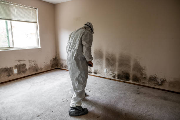 Best Certified Mold Removal  in North Auburn, CA