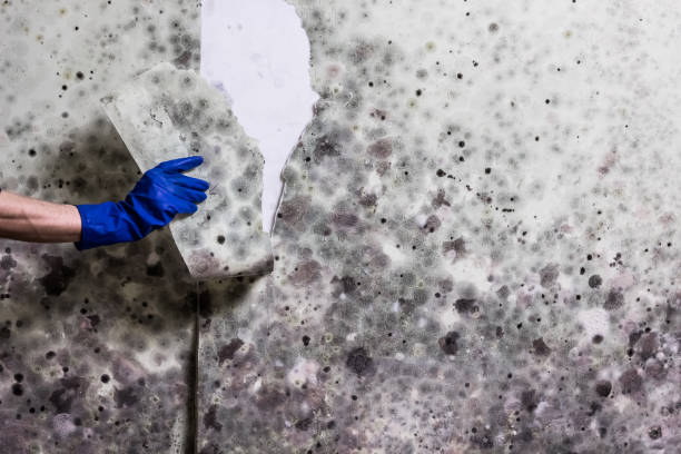 Best Mold Removal Company Near Me  in North Auburn, CA